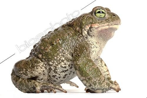 Biosphoto | 1899365 | Natterjack toad on white background | &copy; Michel Gunther / Biosphoto