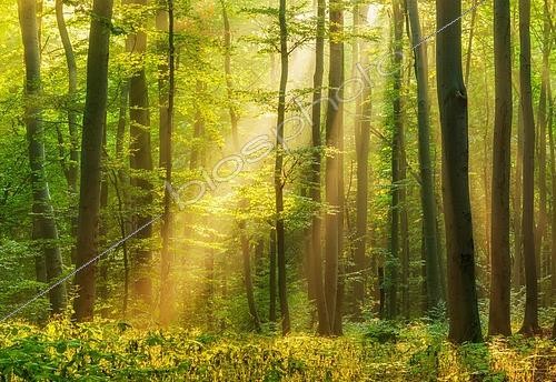 Biosphoto | 2548543 | Natural beech forest, sun shining through morning mist, Hohe Schrecke mountain range, Thuringia, Germany, Europe | &copy; AVTG / imageBROKER / Biosphoto