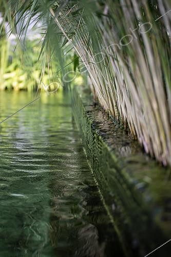 Biosphoto | 2488470 | Natural swimming pool, regeneration area with water plants, France | &copy; Marie Aymerez / Biosphoto
