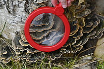 Biosphoto | 2609574 | Nature discovery in primary school - Child observing mushrooms on a stump - France | &copy; Dominique Delfino / Biosphoto