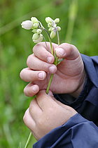 Biosphoto | 2609590 | Nature discovery in primary school - Discovering the life of a pond - Child holding a flower - France | &copy; Dominique Delfino / Biosphoto