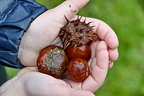 Biosphoto | 2609578 | Nature discovery in primary schools - Child carrying horse chestnuts - France | &copy; Dominique Delfino / Biosphoto