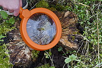 Biosphoto | 2609583 | Nature discovery in primary schools - Child observing a stump - France | &copy; Dominique Delfino / Biosphoto