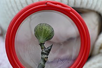 Biosphoto | 2609584 | Nature discovery in primary schools - Child observing a fig - France | &copy; Dominique Delfino / Biosphoto