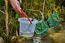 Biosphoto | 2609570 | Nature discovery in primary schools - Discovering the life of a pond - bucket, landing net, magnifying box - France | &copy; Dominique Delfino / Biosphoto