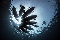 Biosphoto | 2583292 | Nautical sport. kayak. Southwest coast of Tenerife, Canary Islands. Atlantic Ocean. | &copy; Sergio Hanquet / Biosphoto