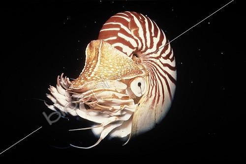 Biosphoto | 46094 | Nautile Nouvelle-Calédonie | &copy; Yves Lefèvre / Biosphoto