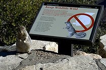 Biosphoto | 1250010 | Ne pas nourrir les Spermophiles Grand Canyon Arizona USA | &copy; Daniel Heuclin / Biosphoto