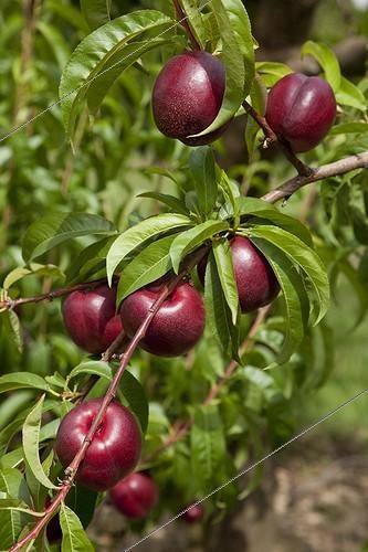 Biosphoto | 1637349 | Nectarine 'Snowred' in fruit in a garden | &copy; NouN / Biosphoto