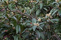 Biosphoto | 1249223 | Néflier du Japon en fleur dans un jardin en automne Var France | &copy; Pascal Pittorino / Biosphoto