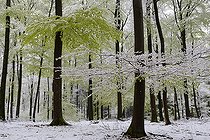 Biosphoto | 2069578 | Neige de printemps, nouvelles feuilles de hêtre sous une neige tardive, Parc naturel régional des Vosges du Nord, France | &copy; Michel Rauch / Biosphoto