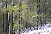 Biosphoto | 2069581 | Neige de printemps, nouvelles feuilles de hêtre sous une neige tardive, Parc naturel régional des Vosges du Nord, France | &copy; Michel Rauch / Biosphoto