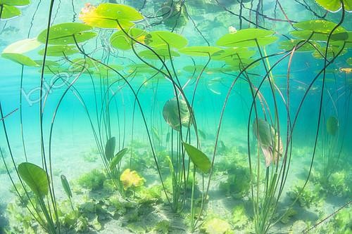 Biosphoto | 2172113 | Nénuphar jaune (Nuphar lutea) dans le lac du Bourget, Savoie, France | &copy; Rémi Masson / Biosphoto