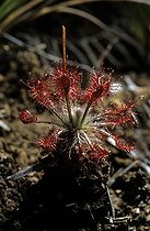 Biosphoto | 1357500 | Neo-Caledonian Sundew New Caledonia | &copy; Daniel Heuclin / Biosphoto