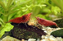 Biosphoto | 2461089 | Neocaridina heteropoda 'Sakura' eating pellet in freshwater aquarium | &copy; Aqua Press / Biosphoto