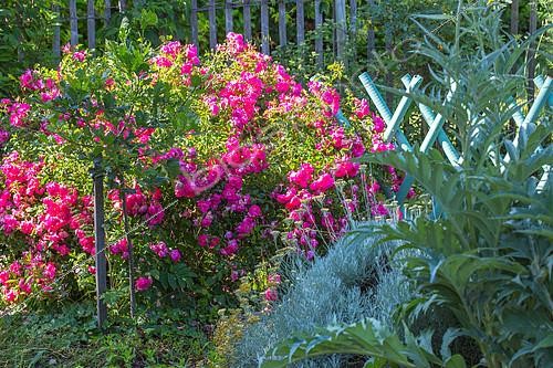 Biosphoto | 2084002 | Neon rosebush in bloom and small vegetable garden barrier, Provence, France | &copy; Philippe Giraud / Biosgarden / Biosphoto