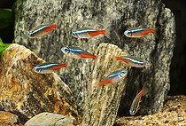 Biosphoto | 2463031 | Neon tetra (Paracheirodon innesi), group in aquarium | &copy; Aqua Press / Biosphoto