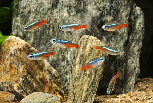 Biosphoto | 2463031 | Neon tetra (Paracheirodon innesi), group in aquarium | &copy; Aqua Press / Biosphoto