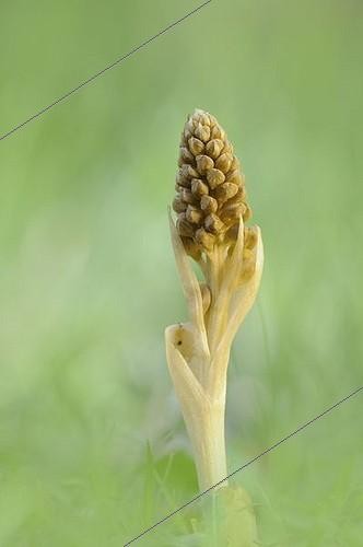 Biosphoto | 1609318 | Néottie nid d'oiseau (Neottia nidus-avis), orchidée mycohétérotrophe | &copy; Kevin Proennecke / imageBROKER / Biosphoto