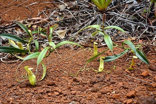 Biosphoto | 2437107 | Nepenthes Pitcher Plant (Nepenthes vieillardii), Prony, New Caledonia | &copy; David Massemin / Biosphoto