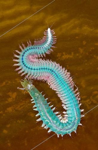 Biosphoto | 2433967 | Néréis (Nereis vexillosa) mâle, Californie | &copy; Stuart Wilson / Biosphoto