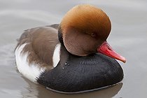 Biosphoto | 1250916 | Nette rousse mâle sur l'eau WWT Slimbridge Reserve RU | &copy; Michel Gunther / Biosphoto