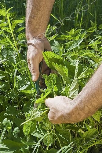 Biosphoto | 1127813 | Nettle for picking pr & Repair manure France | &copy; Marc Chatelain / Biosphoto