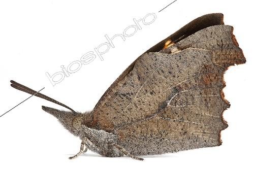 Biosphoto | 1716174 | Nettle-tree Butterfly on white background | &copy; Michel Gunther / Biosphoto