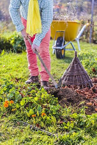 Biosphoto | 2434057 | Nettoyage automnal du potager : homme sarclant le sol entre deux rangs de légumes en automne. | &copy; Jean-Michel Groult / Biosphoto