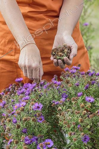 Biosphoto | 2459654 | Nettoyage des fleurs d'asters d'automne 'Marina Wolkonsky'(capitules) fanées pour faire durer la floraison. | &copy; Jean-Michel Groult / Biosphoto
