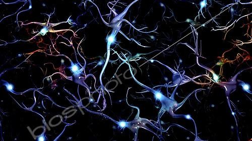 Biosphoto | 2473916 | Neurons brain cells with electrical firing | &copy; Bruce Rolff / Stocktrek Images / Biosphoto