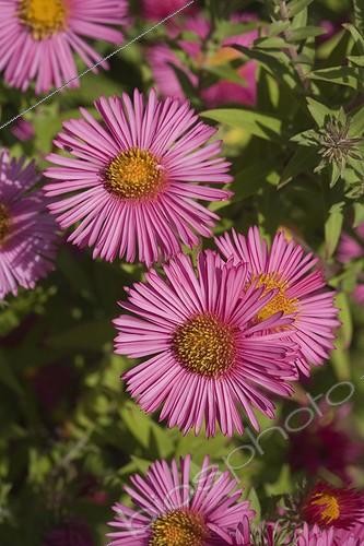 Biosphoto | 455960 | New England aster 'Alma Potschke' in bloom | &copy; NouN / Biosphoto