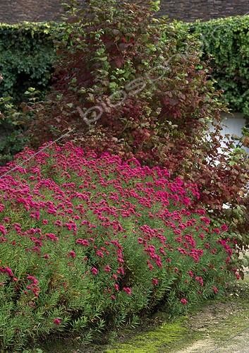 Biosphoto | 641656 | New England Aster 'Anna Pötschke' in bloom | &copy; Gilles Le Scanff & Joëlle-Caroline Mayer / Biosphoto