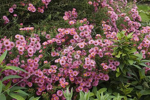 Biosphoto | 2143125 | New England Aster (Aster novae-angliae) 'Harrington's Pink' in bloom | &copy; Frédéric Didillon / Biosphoto