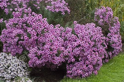 Biosphoto | 505185 | New England aster 'Patricia Ballard' in bloom in a garden | &copy; Frédéric Didillon / Biosphoto