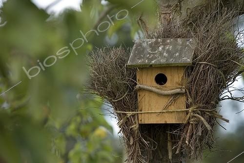 Biosphoto | 702941 | Nichoir à oiseaux avec camouflage accroché à un pommier | &copy; NouN / Biosphoto