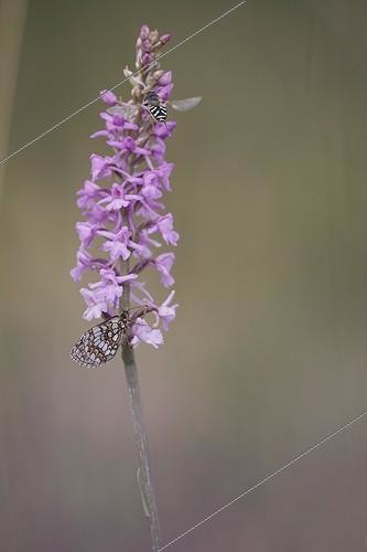 Biosphoto | 944920 | Nickerl's Fritillary placed on a fragant orchid France | &copy; Thierry Reminiac / Biosphoto