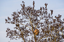 Biosphoto | 2621150 | Nid de Frelon asiatique ou frelon à pattes jaunes (Vespa velutina) dans une arbre sur les bords de la Meurthe, Lorraine, France | &copy; Stéphane Vitzthum / Biosphoto