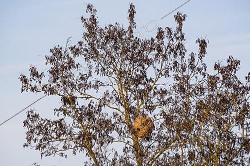 Biosphoto | 2621150 | Nid de Frelon asiatique ou frelon à pattes jaunes (Vespa velutina) dans une arbre sur les bords de la Meurthe, Lorraine, France | &copy; Stéphane Vitzthum / Biosphoto