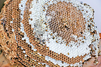 Biosphoto | 2609019 | Nid de Frelon asiatique (Vespa velutina), Le Mans, Sarthe, France | &copy; Michel Gile / Biosphoto