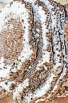 Biosphoto | 2609021 | Nid de Frelon asiatique (Vespa velutina), Le Mans, Sarthe, France | &copy; Michel Gile / Biosphoto