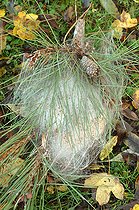 Biosphoto | 2547063 | Nids de chenilles processionnaires du Pin (Thaumetopoea pityocampa) sur Pin sylvestre (Pinus sylvestris) au sol. Éliminations des nids de chenilles processionnaires, nuisibles pour les arbres et très urticant pour les animaux et humains. | &copy; Catherine Fruhinsholz / Biosphoto