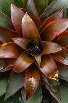 Biosphoto | 2601682 | Nidularium (Nidularium sp.) | &copy; Marie Aymerez / Biosphoto
