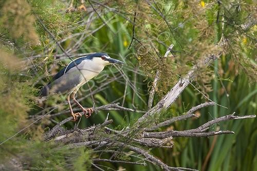 Biosphoto | 2059941 | Night heron (Nycticorax nycticorax) on a branch. Camargue, France | &copy; Alain Roux / Biosphoto