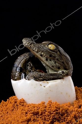 Biosphoto | 482960 | Nil Crocodile hatching in Pierrelatte farm France | &copy; Michel Gunther / Biosphoto