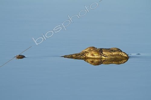 Biosphoto | 2033575 | Nile Cocodile head to the surface - Kruger South Africa | &copy; Jean-Jacques Alcalay / Biosphoto