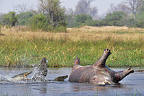 Biosphoto | 2623049 | Nile crocodiles (Crocodylus niloticus) and a hippopotamus carcass (Hippopotamus amphibius) in the water, Botswana. | &copy; Michel Bureau / Biosphoto