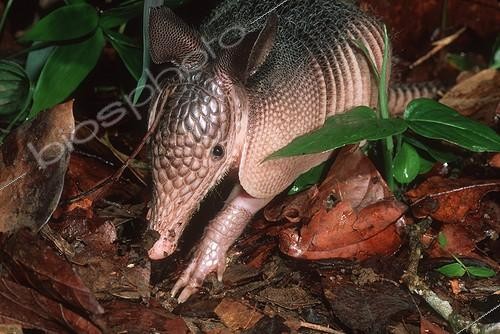 Biosphoto | 149789 | Nine-banded Armadillo searching for food in undergrowth | &copy; Martin Harvey / Biosphoto