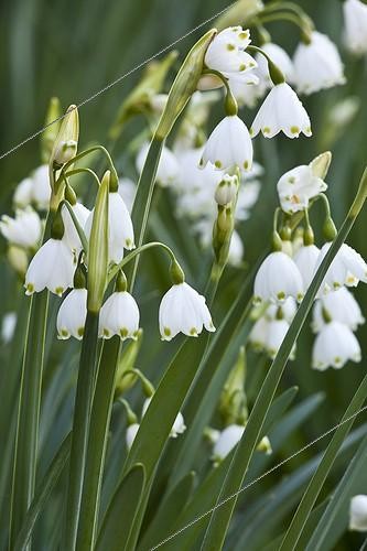 Biosphoto | 1561860 | Nivéoles en fleur dans un jardin | &copy; Gilles Le Scanff & Joëlle-Caroline Mayer / Biosphoto