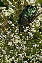 Biosphoto | 2026826 | Noble chafer eating an ombellifera in Aragon - Spain | &copy; Antoni Agelet / Biosphoto